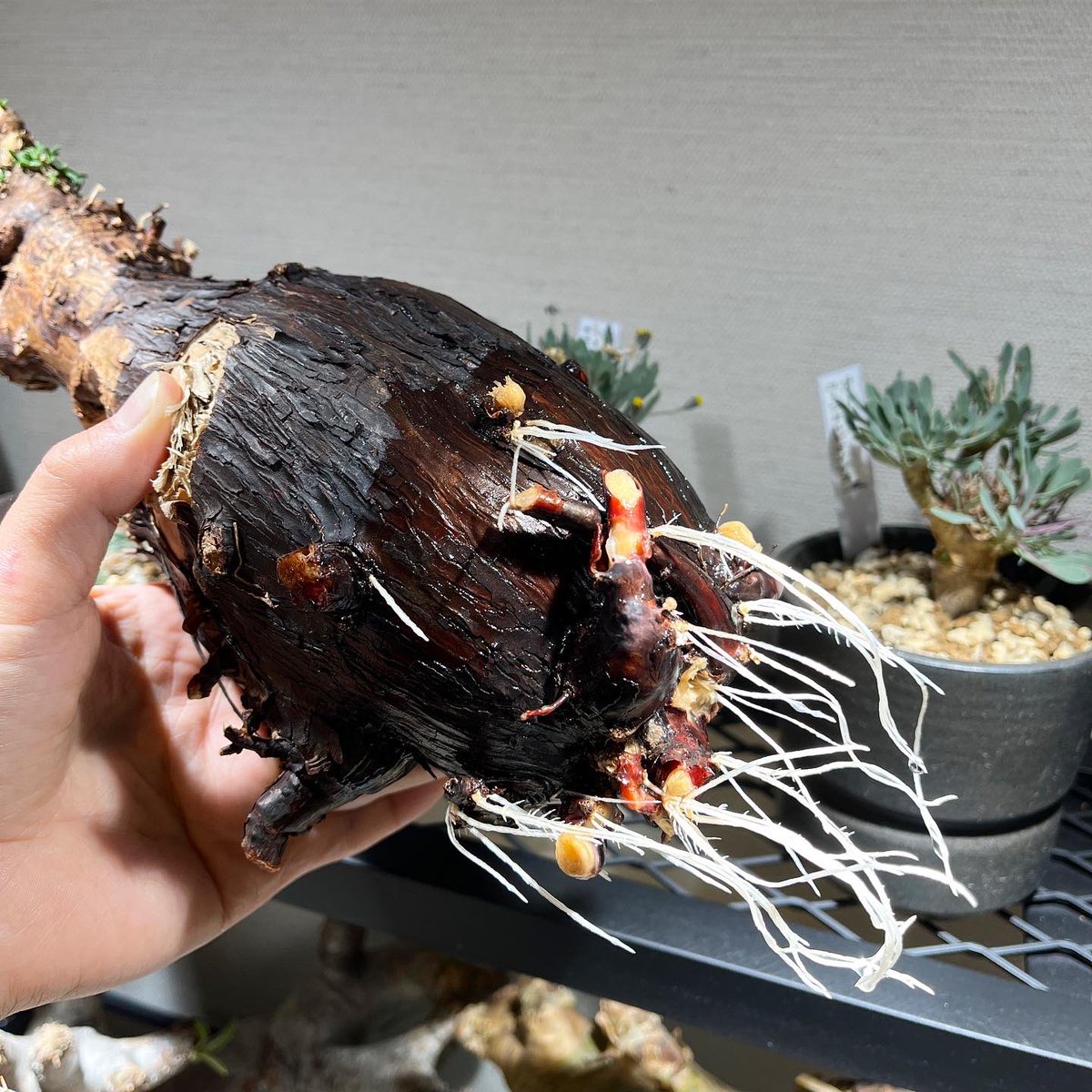 F023超希少種発根済み メストクレマ ツベローサム 養生株 F023 美形発