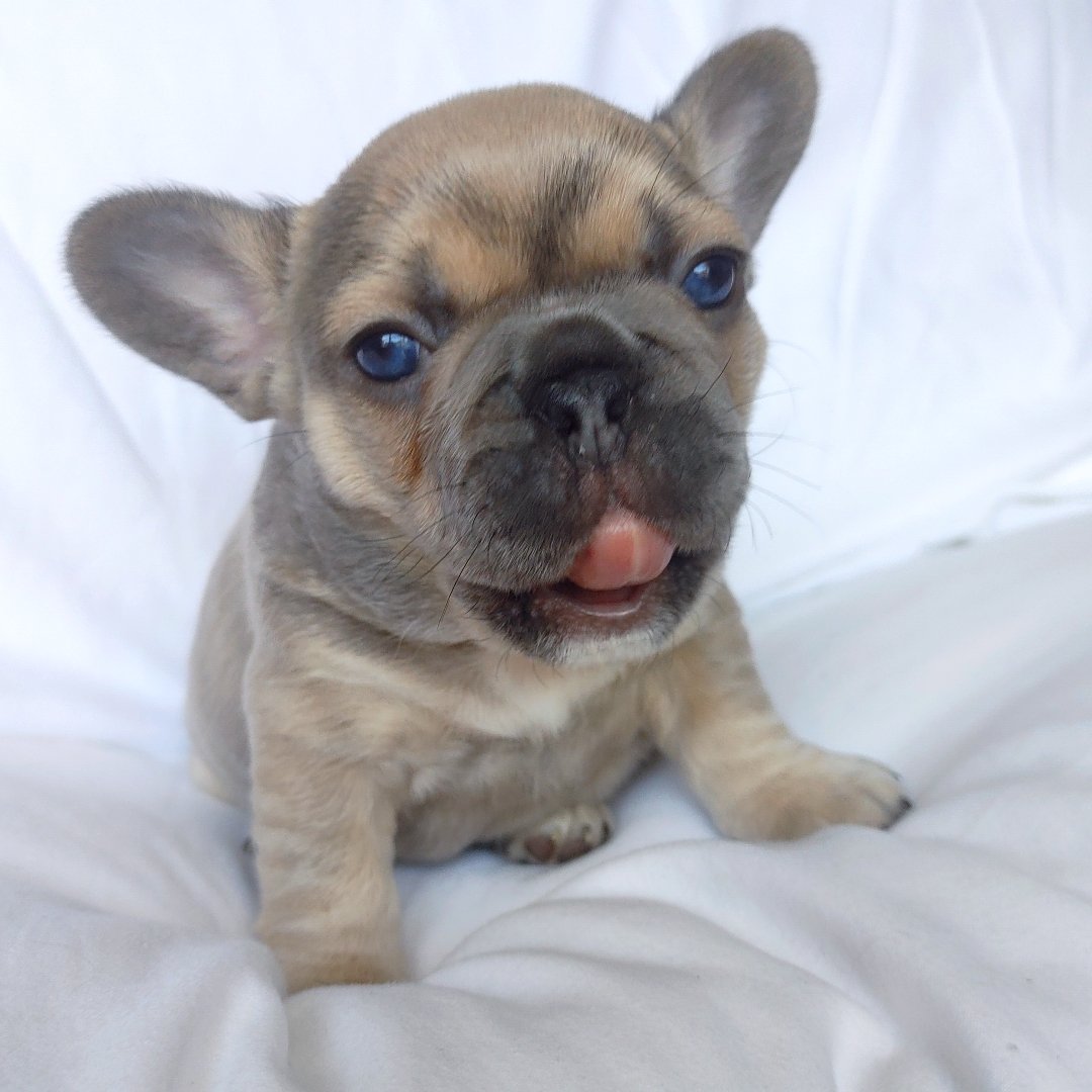 #TongueOutTuesday #DogsofTwittter #DogsOnTwitter #Frenchie #Puppies