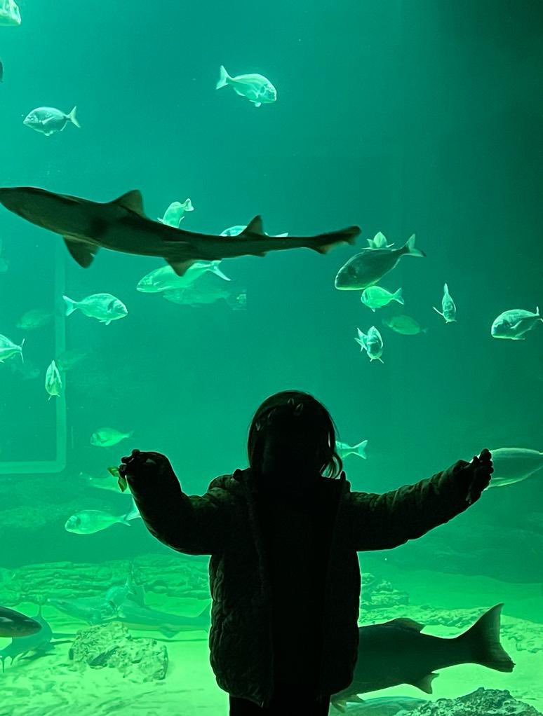 El Museo Marítimo del Cántabrico atesora 40 años de historia difundiendo el valor de nuestros océanos. Invertimos en su mejora, libre de goteras por fin en marzo de 2023 y con terraza y restaurante abiertos en Semana Santa. 🐟