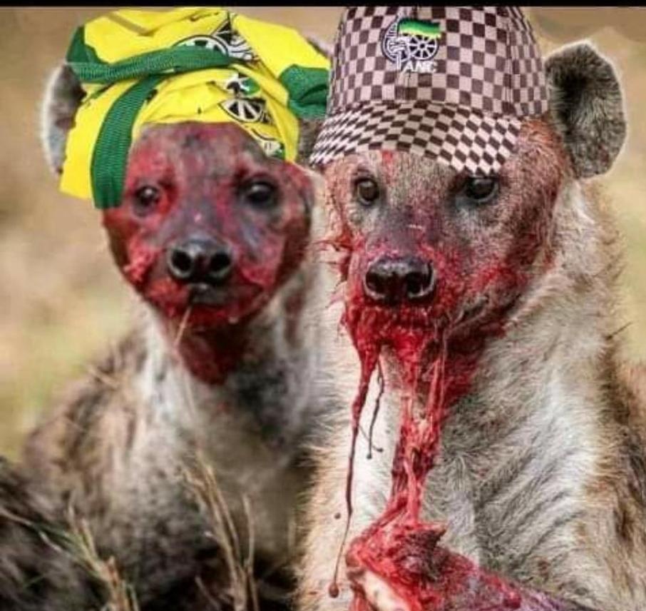ZakiMathebula's tweet photo. @AldrinSampear @mzwaimbeje Ramaphosa if he wins the conference must reshuffle his cabinet got lots of hyenas who want to go back to looting https://t.co/s99ljZyuo7