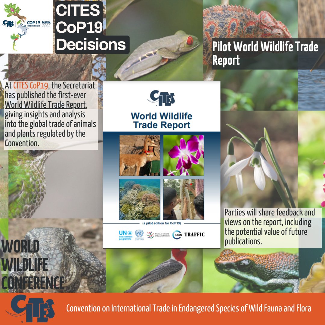 #CITESCoP19 decided to further review the pilot World Wildlife Trade Report to assess if such a report should be prepared regularly to better inform Parties in their implementation of the Convention.