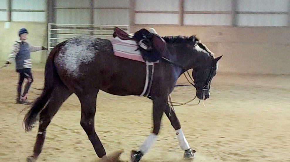 JourneyNeverEnz's tweet photo. My sweet 👑 prince Boris getting his groove
#AppaloosaHorseClub
#GetSpotted
#DreamInColor
#MakeYourDreamsComeTrue
#Stallion
#Horse
#Oklahoma 
#QuillinLeather
#TeamChocolateyForever 
#ChocolateInVegas https://t.co/Rnphd68zIj