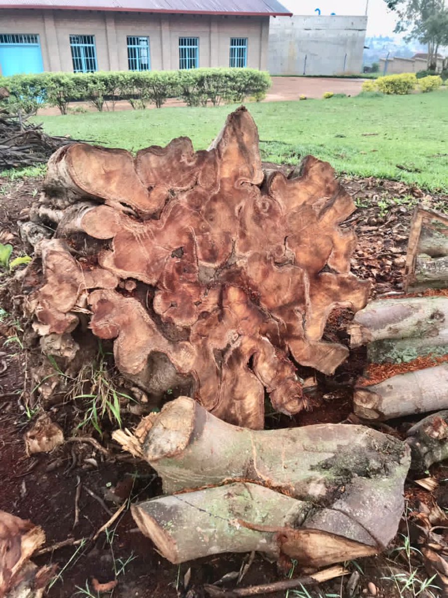 Yves_TY's tweet photo. @DavidToovey Another old and big ficus thoningii (Umuvumu) was cut down last week at Rebero near path to success school  @BethKaplin1 https://t.co/IL68gJMmV1