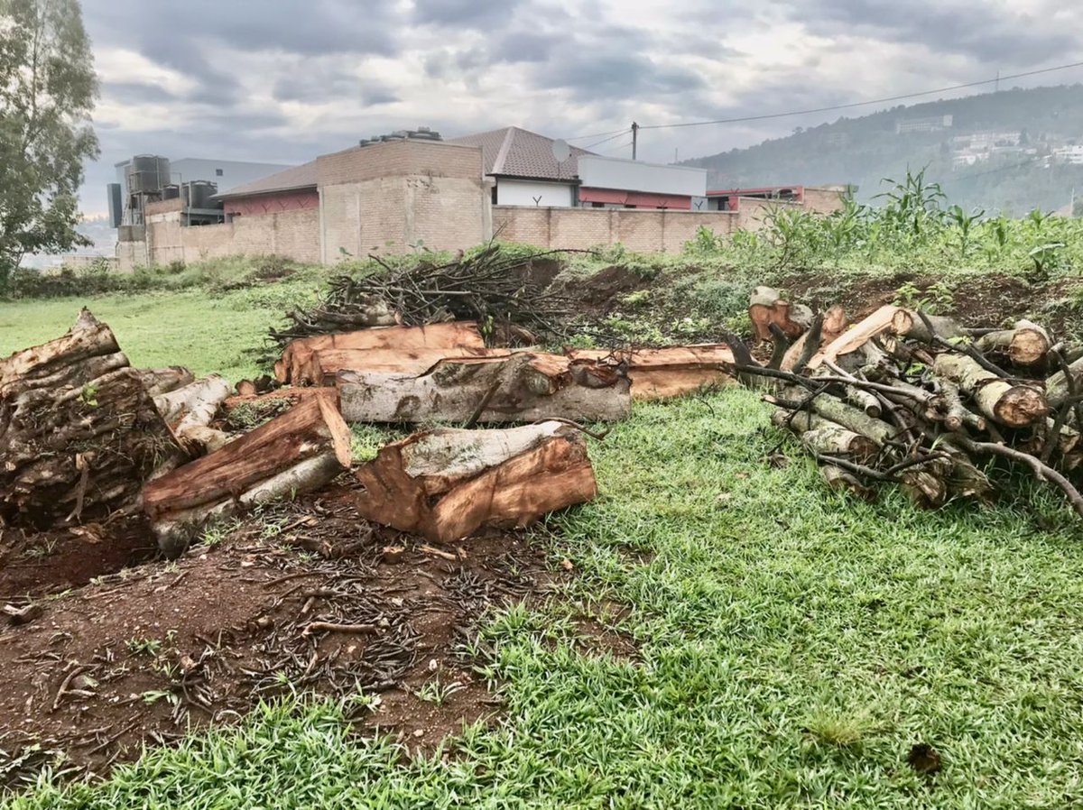 Yves_TY's tweet photo. @DavidToovey Another old and big ficus thoningii (Umuvumu) was cut down last week at Rebero near path to success school  @BethKaplin1 https://t.co/IL68gJMmV1