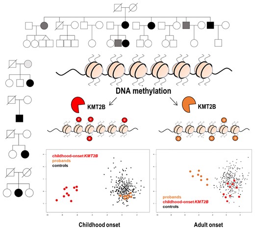@BrainComms (@braincomms) on Twitter photo Monfrini et al. report 12 cases from 5 unrelated families carrying 4 rare KMT2B missense variants, identifying a common pattern that differentiates them from controls and early-onset KMT2B-related dystonic patients. <a href="/MonfriniE/">Edoardo Monfrini</a> <a href="/AlessioDiFonzo1/">The Di Fonzo Lab</a> bit.ly/3uMYxC2 Monfrini et al. report 12 cases from 5 unrelated families carrying 4 rare KMT2B missense variants, identifying a common pattern that differentiates them from controls and early-onset KMT2B-related dystonic patients. <a href="/MonfriniE/">Edoardo Monfrini</a> <a href="/AlessioDiFonzo1/">The Di Fonzo Lab</a> bit.ly/3uMYxC2