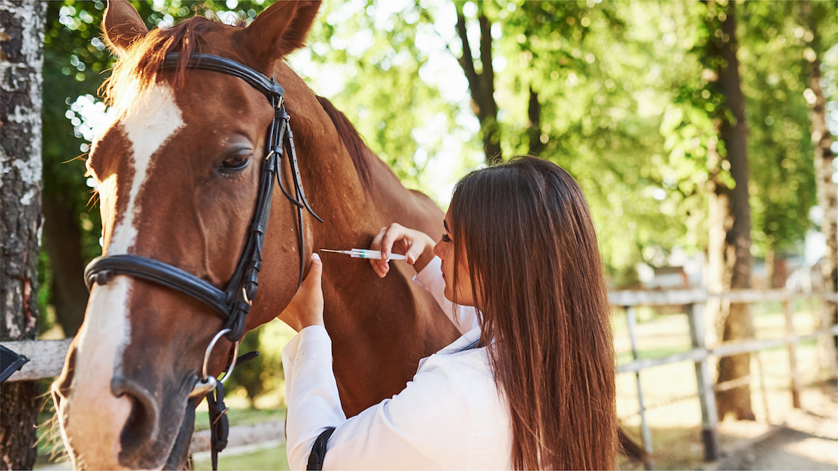 World Organisation for Animal Health tweet media