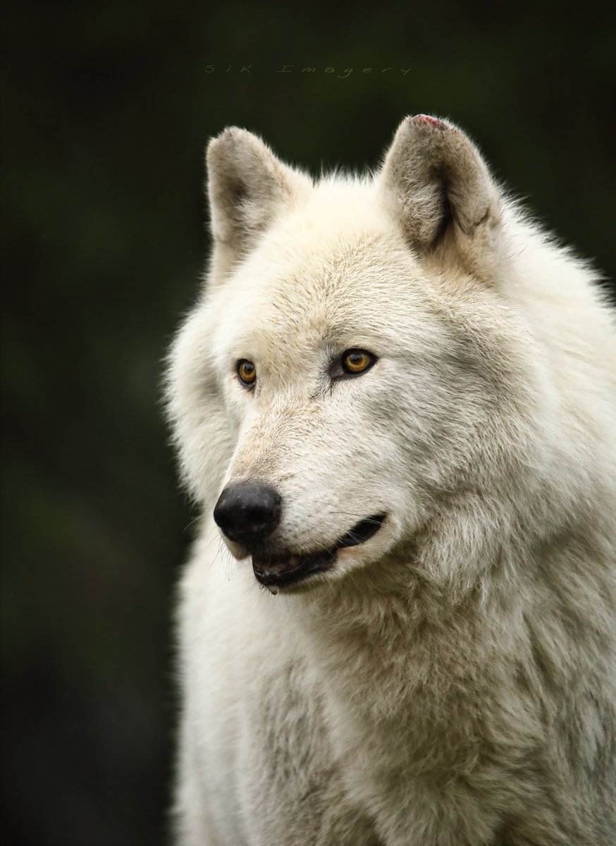 Hey all! Hope e you’re all doing well! Let’s see some of your #AnimalShots today! You all do so well with the #Animals. Lets see ‘em!
Here’s a gorgeous #wolf from the accredited #WolfHaven #sanctuary in #WA. Who loves #wolves? 🐺
Don’t forget to Like/Comment & #retweet your favs!