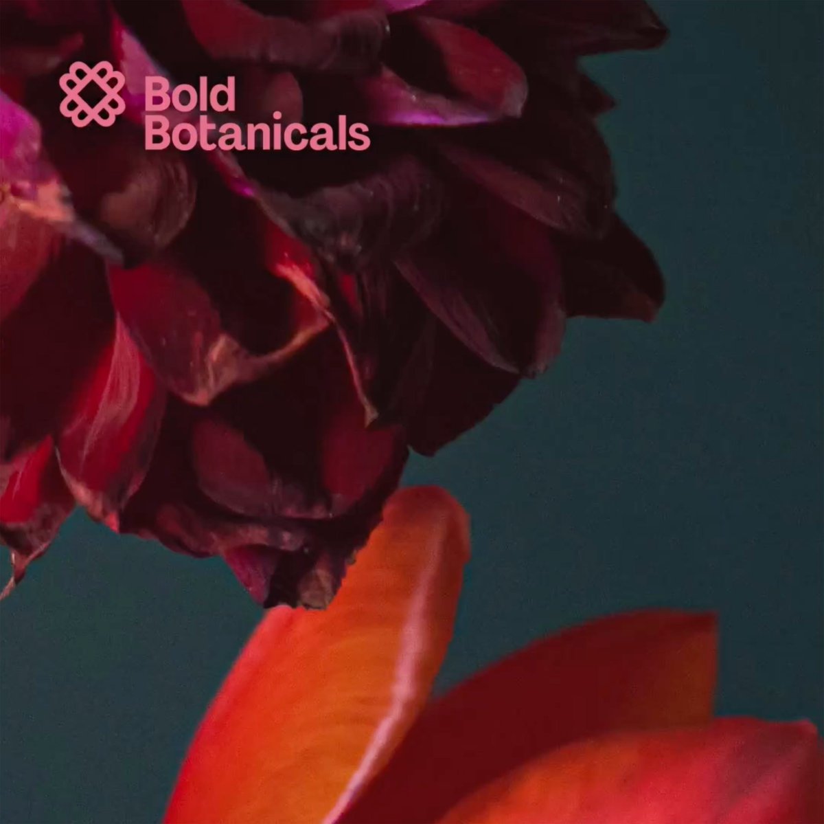 This week on Why? 👀

Teaser of a new project by @tokodesign 

An identity for Australia-based floral purveyor and designer Suzanne Robbins and new venture called Bold Botanicals. The symbol uses a letter 'B' rotated to form a flower shape.

Contribution by <a href="/lyambewry/">Lyam Bewry</a>