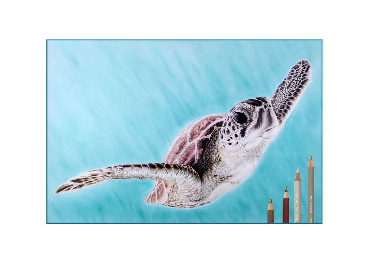 Sea Turtle. Not drawn sea life before as busy with fluffy animals but so enjoyed drawing this. It was a challenge as so many different colours that needed to be just right with all the transitions, from light to dark, reds and browns to creams.
Ref: Kris Mikael Krister.Unslash
