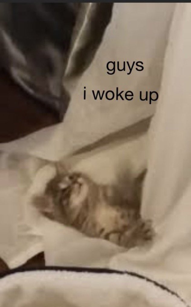 LiterallyMeCats (@literallymecats) on Twitter photo 