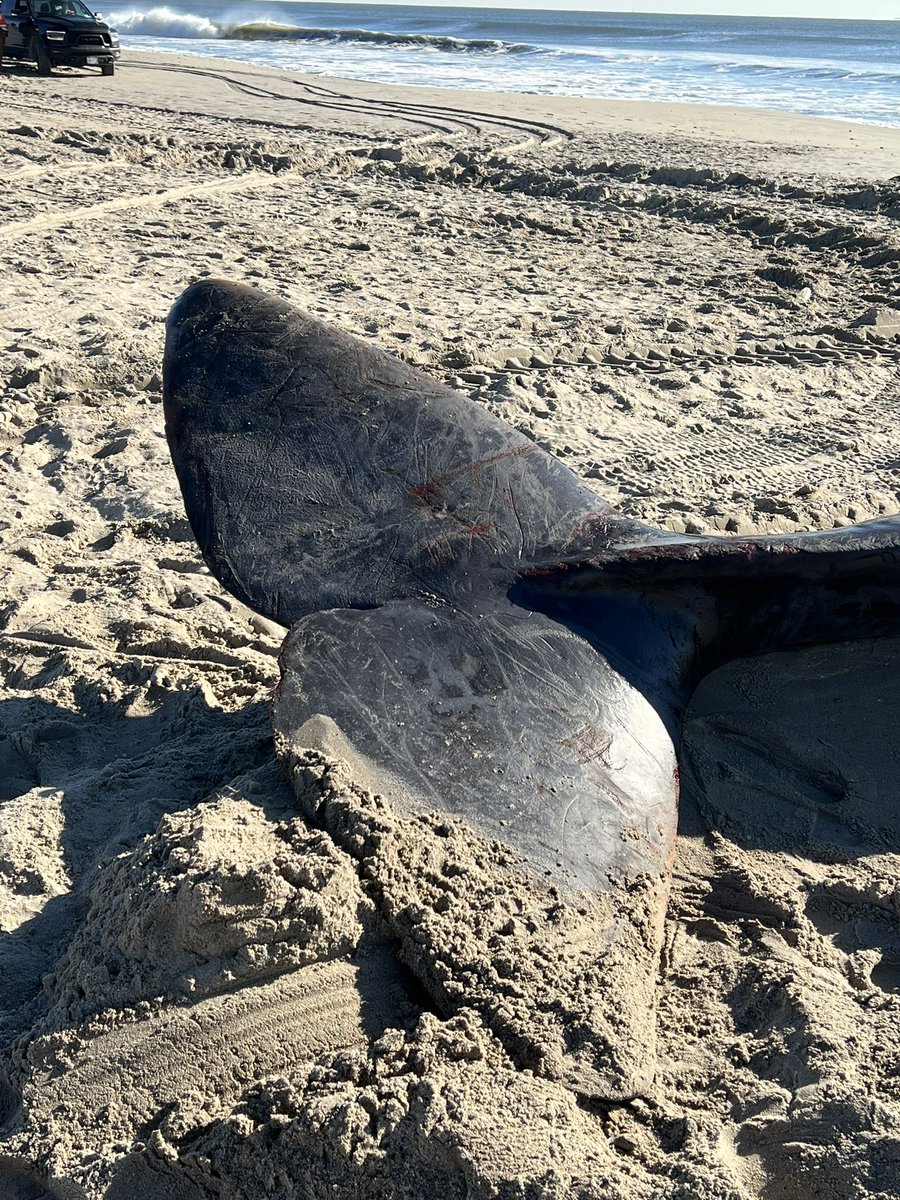 KatieMcFaddenNY's tweet photo. Ugh my heart hurts. A juvenile sperm whale that washed up in Arverne in Rockaway this morning has died. Such a beautiful creature 😔 https://t.co/E7eXDMRHIj