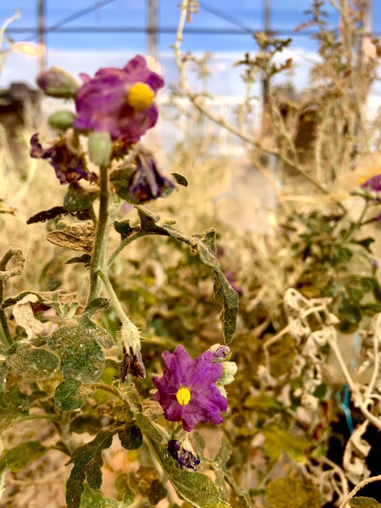 Penn State Anthropology (@psu_anthro) on Twitter photo PhD Candidate Amy Wrobleski (<a href="/LocalPlantNerd/">Amy Wrobleski</a>) is conducting growing experiments to investigate the fruit traits of bush tomatoes from NW Australia and the relationships of these traits to/with people! How cool!! #ecology #anthropology #botany PhD Candidate Amy Wrobleski (<a href="/LocalPlantNerd/">Amy Wrobleski</a>) is conducting growing experiments to investigate the fruit traits of bush tomatoes from NW Australia and the relationships of these traits to/with people! How cool!! #ecology #anthropology #botany