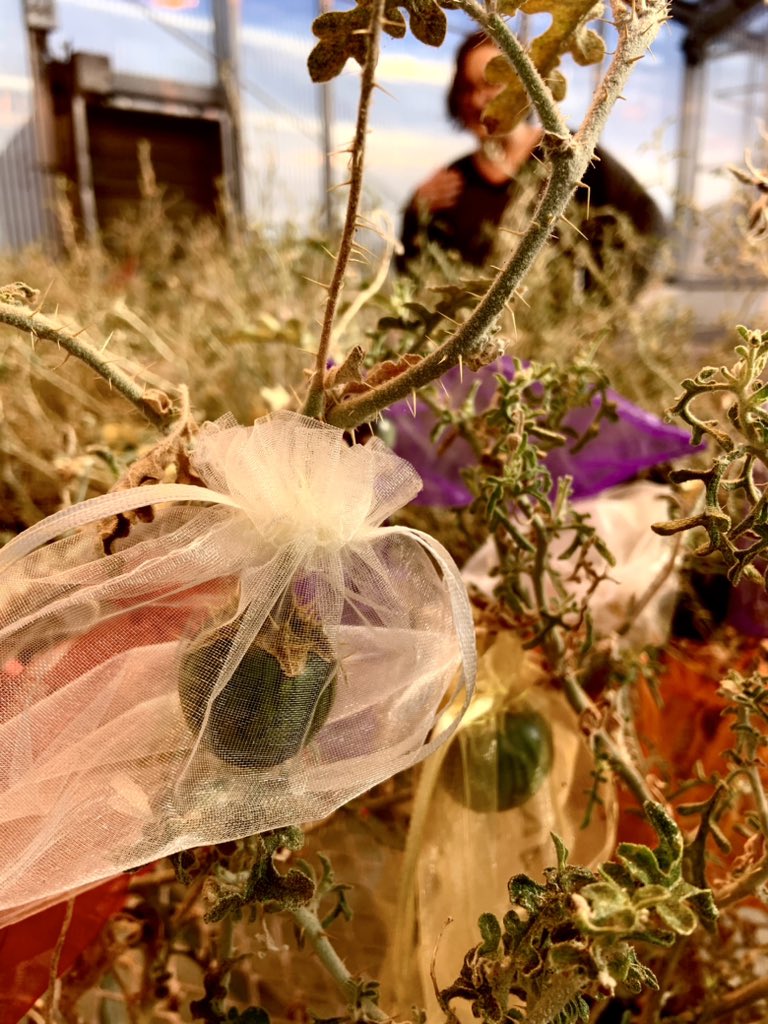 Penn State Anthropology tweet media