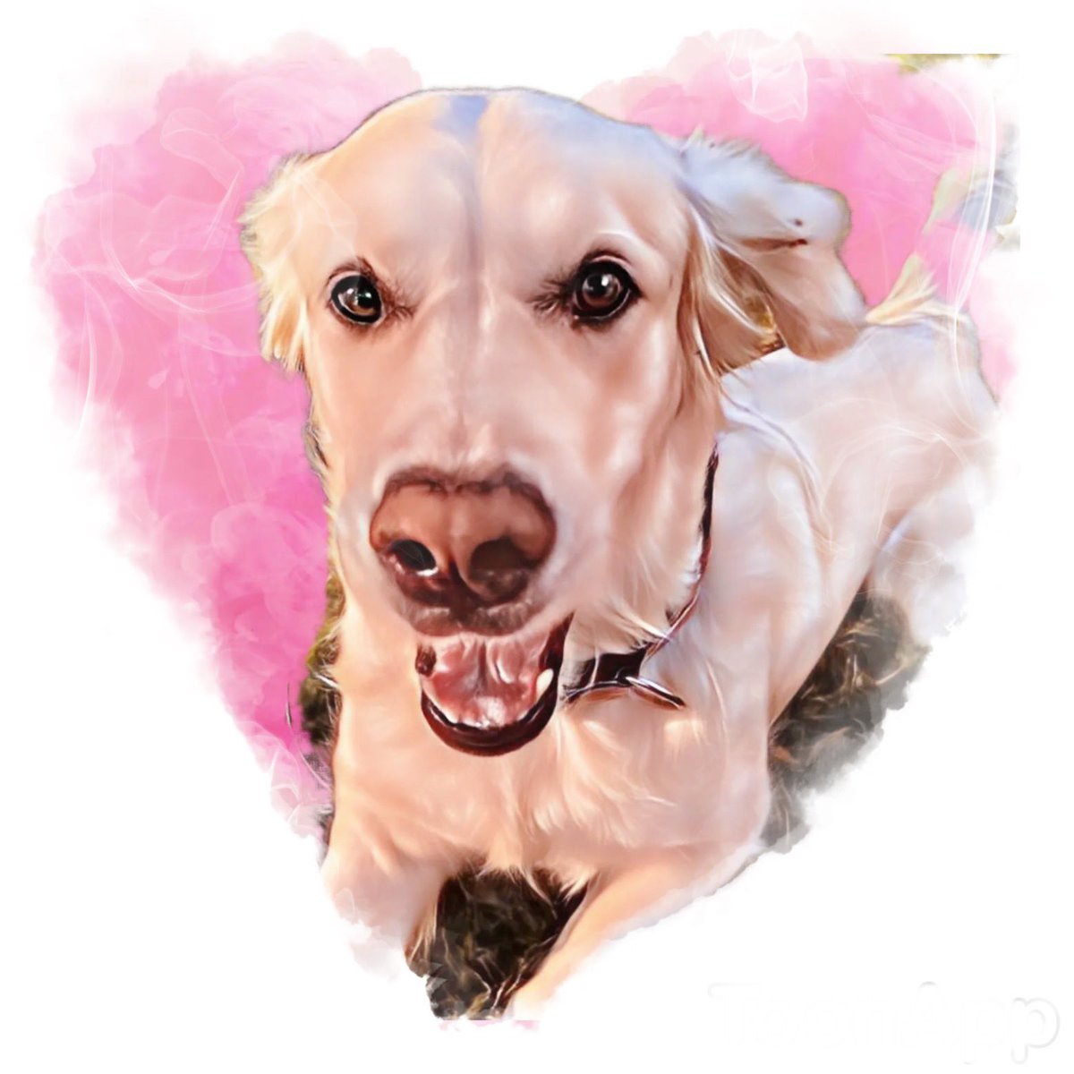 Layla the Dog tweet media