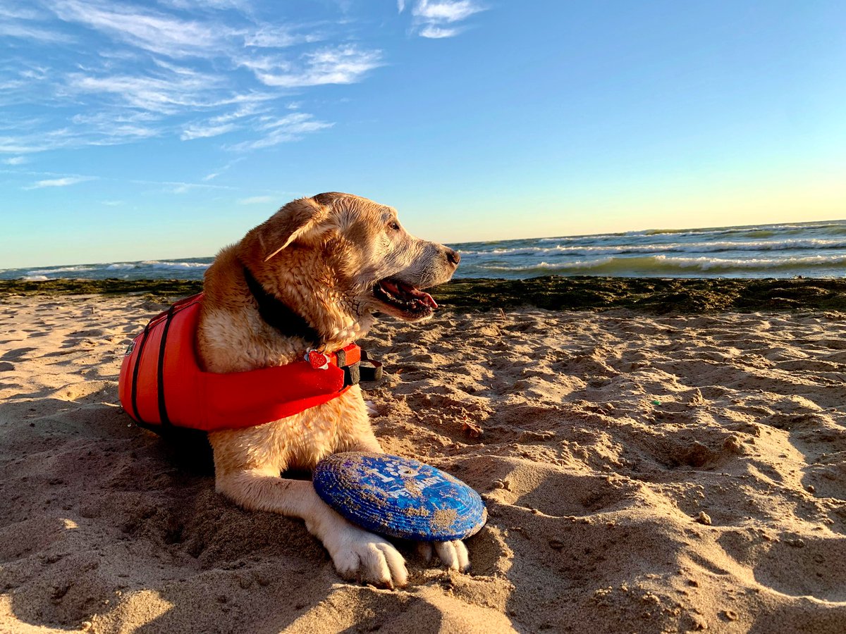Dearest friends, this morning I crossed the Rainbow Bridge at home, holding Mom’s paw after snuggling with Dad all night. I am now pain free and romping through beaches filled with frisbees and treatos! I love you all and have been blessed to share my life with all of you ❤️🌈🥏
