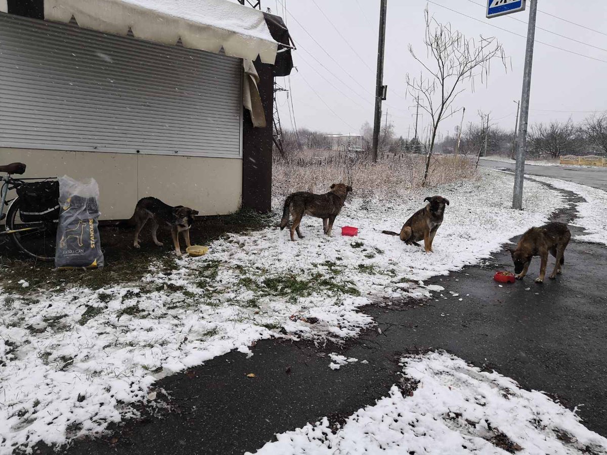 As news headlines across the UK describe temperatures as low as -5 degrees I can’t help but think of @The_Blue_Cross partners in Ukraine, currently experiencing -15 to -20 degrees. We're working hard to ensure pets are able to access food: bluecross.org.uk/blue-cross-ukr…