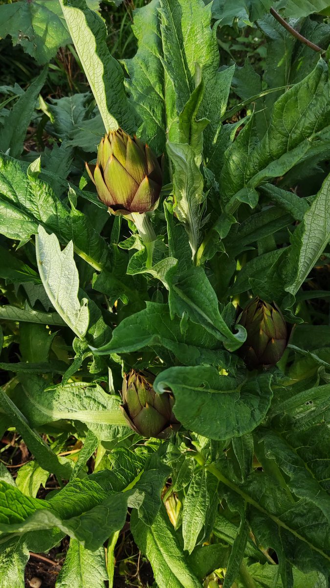 Tiziana Fanni tweet media