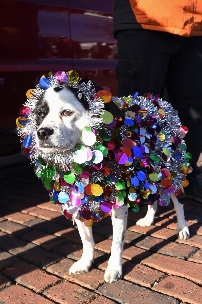 perritos_qctd's tweet photo. https://t.co/VhI1PAh0G5