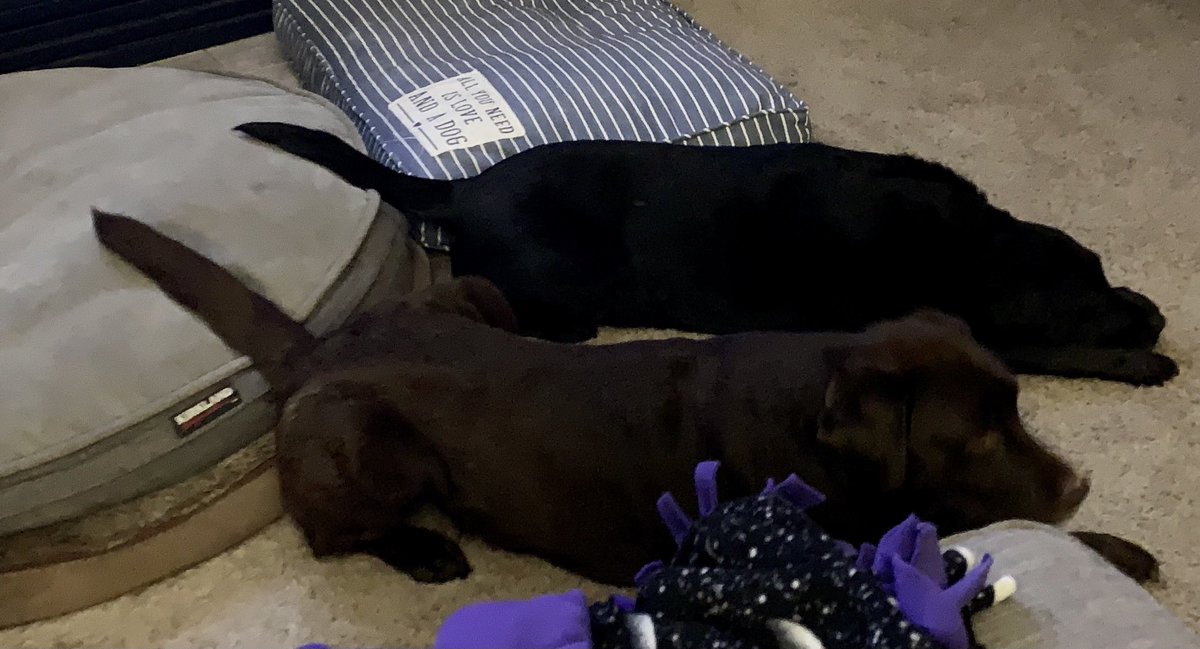 I just walked in the room and found these two weirdos like this.