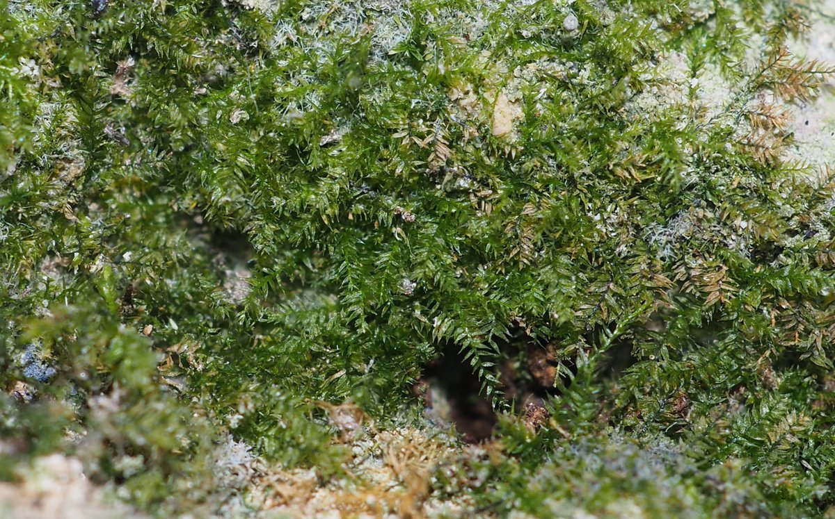 Caves &amp; fissures in shaded limestone provide a challenging niche for #bryophytes. To grow here, species need to tolerate very low light and, if water seeps in, possible "entombment" in tufa. This small cave hosts Mnium stellare, Rhynchostegiella teneriffae, and Gyroweisia tenuis.