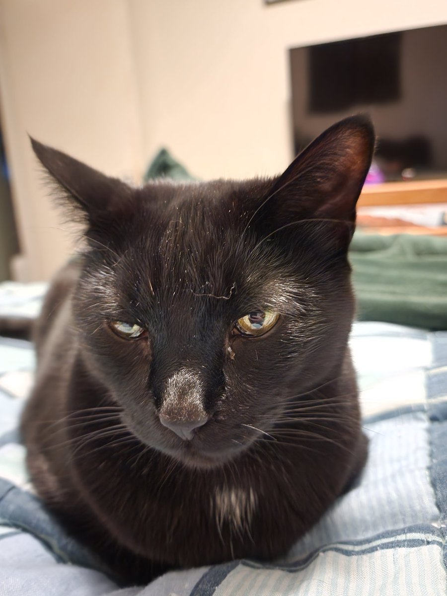 SebbiesCat's tweet image. "Get that thing out of my face" is probably what Winston cat is thinking.