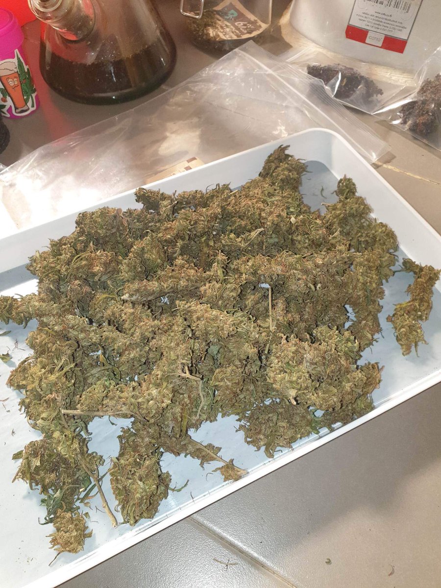 sumweedd's tweet photo. Gorilla x blue dream 🦍 for price in dm 🤚🏻 #CannabisCommunity #OG #chickz #กัญชาเชียงราย #กัญชาog #กัญชารังสิต #กัญชาog #นนทบุรี #ปากเกร็ด #ปทุม #นัดรับ https://t.co/gtwwE5a9na