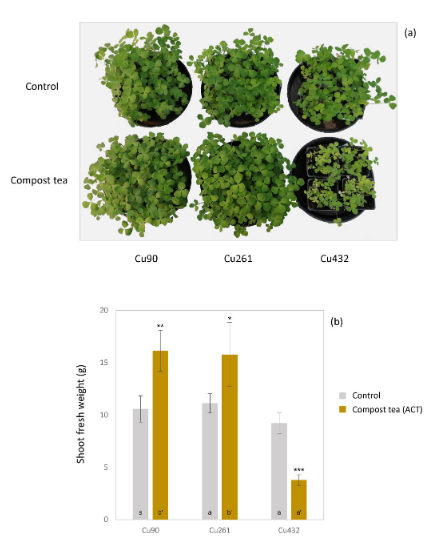germantortosa's tweet image. El té de compost mejora la fitoextracción de cobre en suelos de viñedo
#compost, #tédecompost, #cobre, #viñedo, #divulgación

👉🏽compostandociencia.com/2022/10/el-te-…