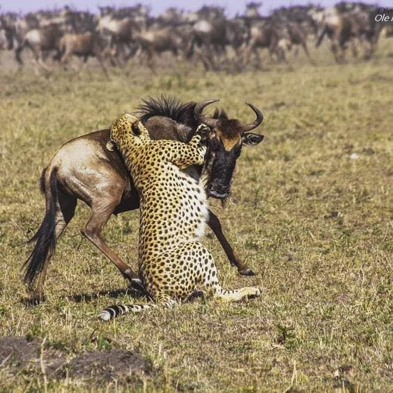 NdurumoS's tweet photo. Visit our website today https://t.co/Ld5sRPhtnE for best and friendly packages!
#kenyasafaris #tanzaniasafaris #masaimaragamereserve #NaturePhotography #wildlifeadventure #thebigfive https://t.co/JJKN9uxFWt