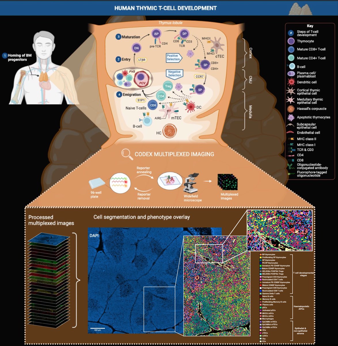 OxPaediatrics's tweet photo. It is the 3rd day of research! Our Holländer research group specialises in the molecular and cellular control of thymus development and function. DPhil student, Kirolous Hanna has successfully created a graphical display of the Human Thymic T-Cell Development #12daysofresearch https://t.co/sLfVTv5IR0