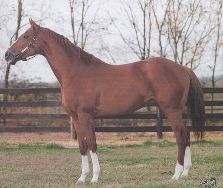 HORSERACING1002's tweet photo. FAMOUS AGAIN ๐บ๐ธ 1997
(THUNDER GULCH - LADY'S SECRET BY SECRETARIAT)#FamousAgain https://t.co/WfjOfwowmB