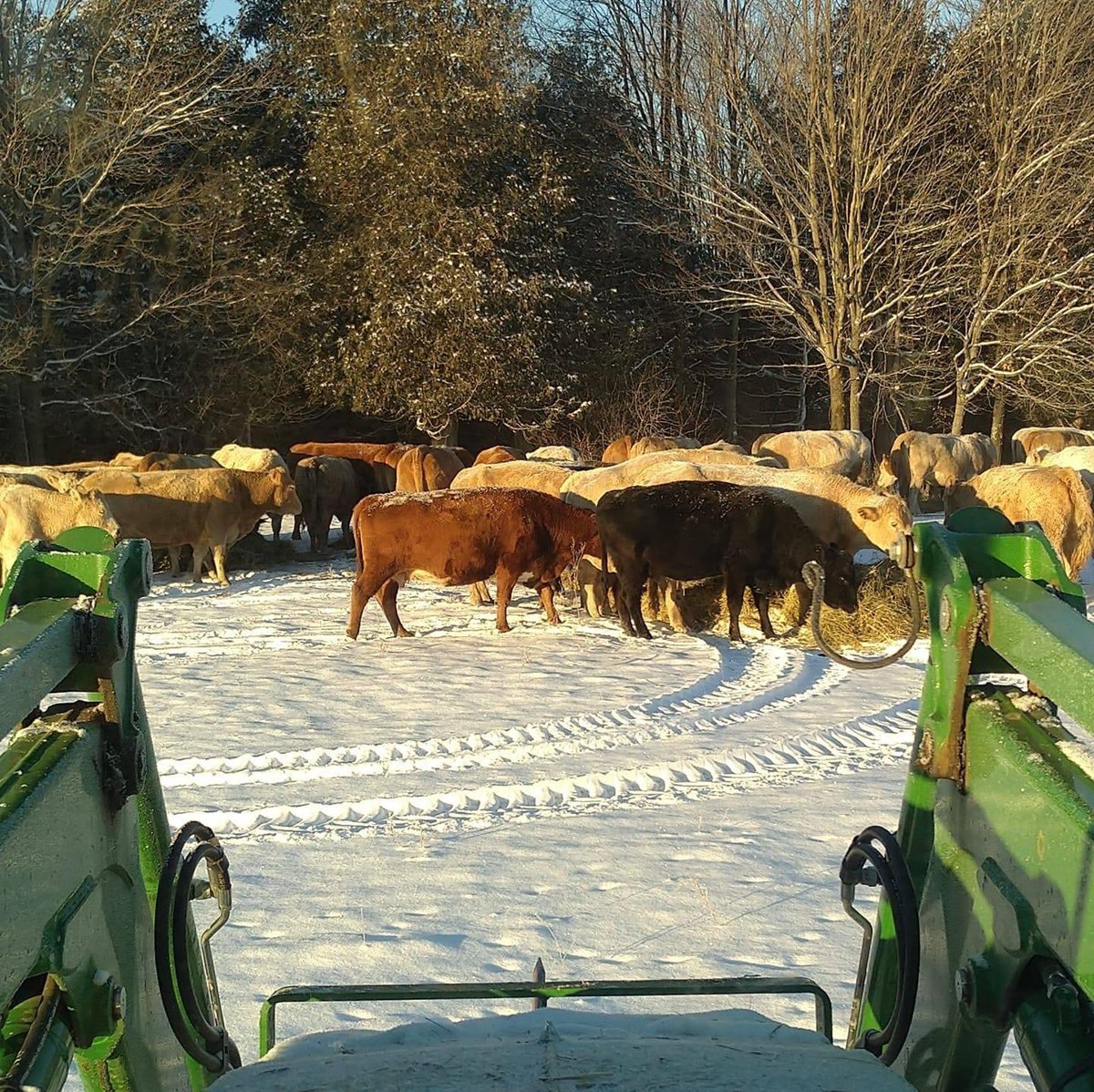 BRED COW AND PAIR SALE! THIS SATURDAY!
COOKSTOWN - 12 NOON

250-300 COWS EXPECTED!