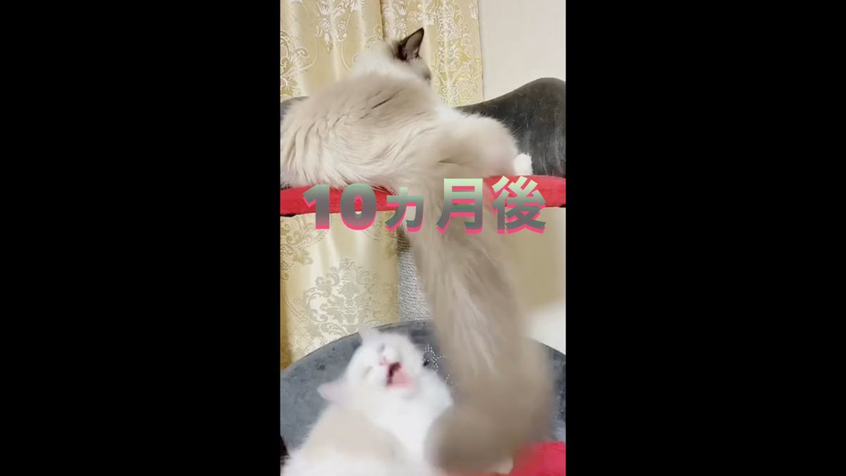 MeowMoeDotCom's tweet photo. ラグドールキャットのオスの成長スピードがもの凄い事がよくわかる ...
https://t.co/NN7HGizcRh
#Liameyland #シールポイントバイカラー #ショートムービー #ネコ #ラグドールキャット #リアミーランド #Neko #Ragdo https://t.co/sLDeD7pPHL
