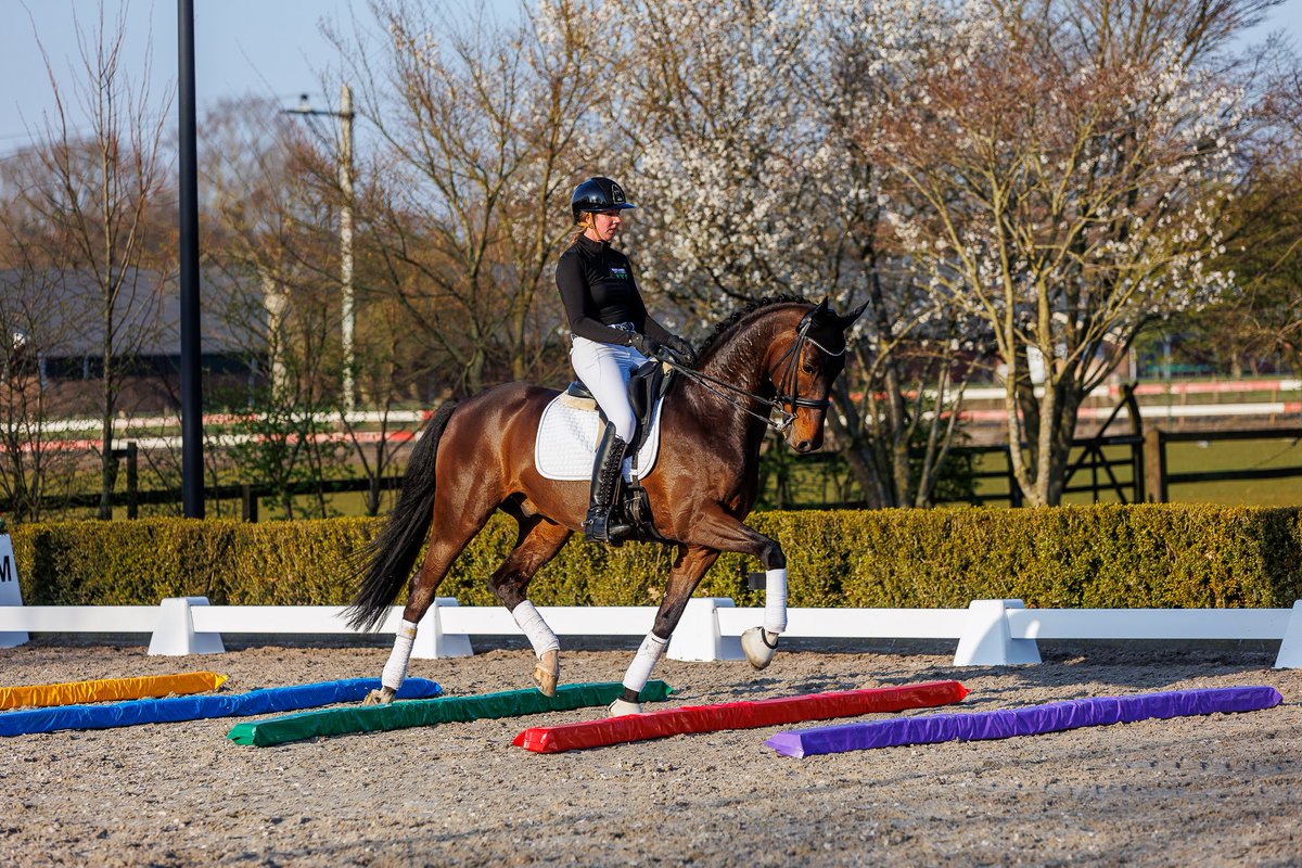 JSWHorseboxes's tweet image. We've a special offer on until 17th December - Simply quote SOFT12 for an amazing Christmas deal 🎄  Don't forget to tag us in your festive photos JSW4JUMPS.CO.UK