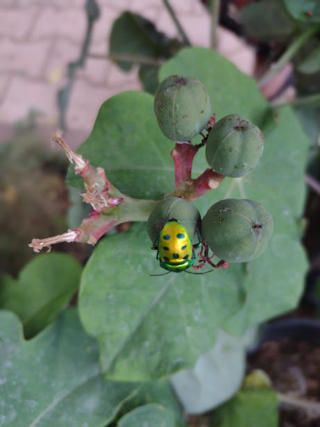 fishtiaq's tweet photo. #Jewelbug--always exciting to find some in #BLiSc campus #Bengaluru https://t.co/MxW8V1mLQ6