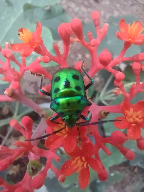 fishtiaq's tweet photo. #Jewelbug--always exciting to find some in #BLiSc campus #Bengaluru https://t.co/MxW8V1mLQ6