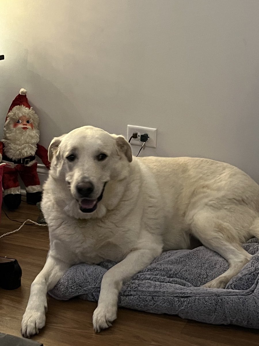Freakytikidave's tweet photo. @DogsAreeFamily    Hercules getting in the Christmas 🎄 spirit… https://t.co/cHNtRjeirs