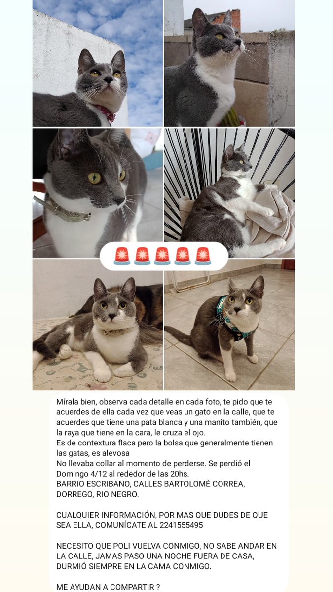florpecotche's tweet photo. Me ayudan a difundir ? 💔🚨 https://t.co/jB9ZHinEWM