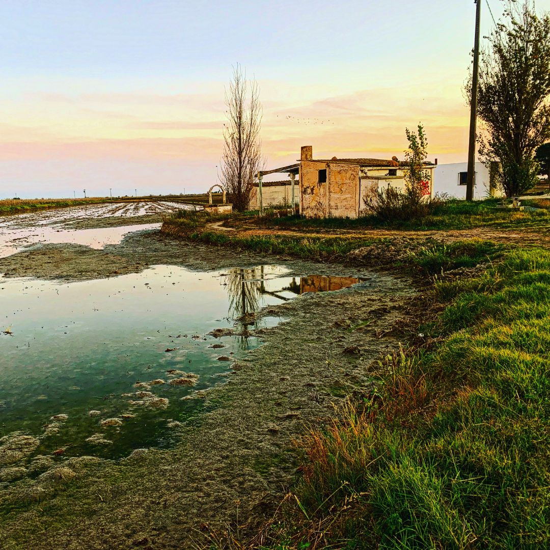 lampollaturisme's tweet photo. 🌿 Bon divendres . feliz viernes . bon vendredi . Nice Friday . Schönen Freitag des de #lampolla
📸 instagram by @maricarmengrau
#deltade #deltadelebre #ReservadelaBiosfera #terresdelebre #catalunyaexperience
@terresebretur @catexperience https://t.co/96a8bYYU2F