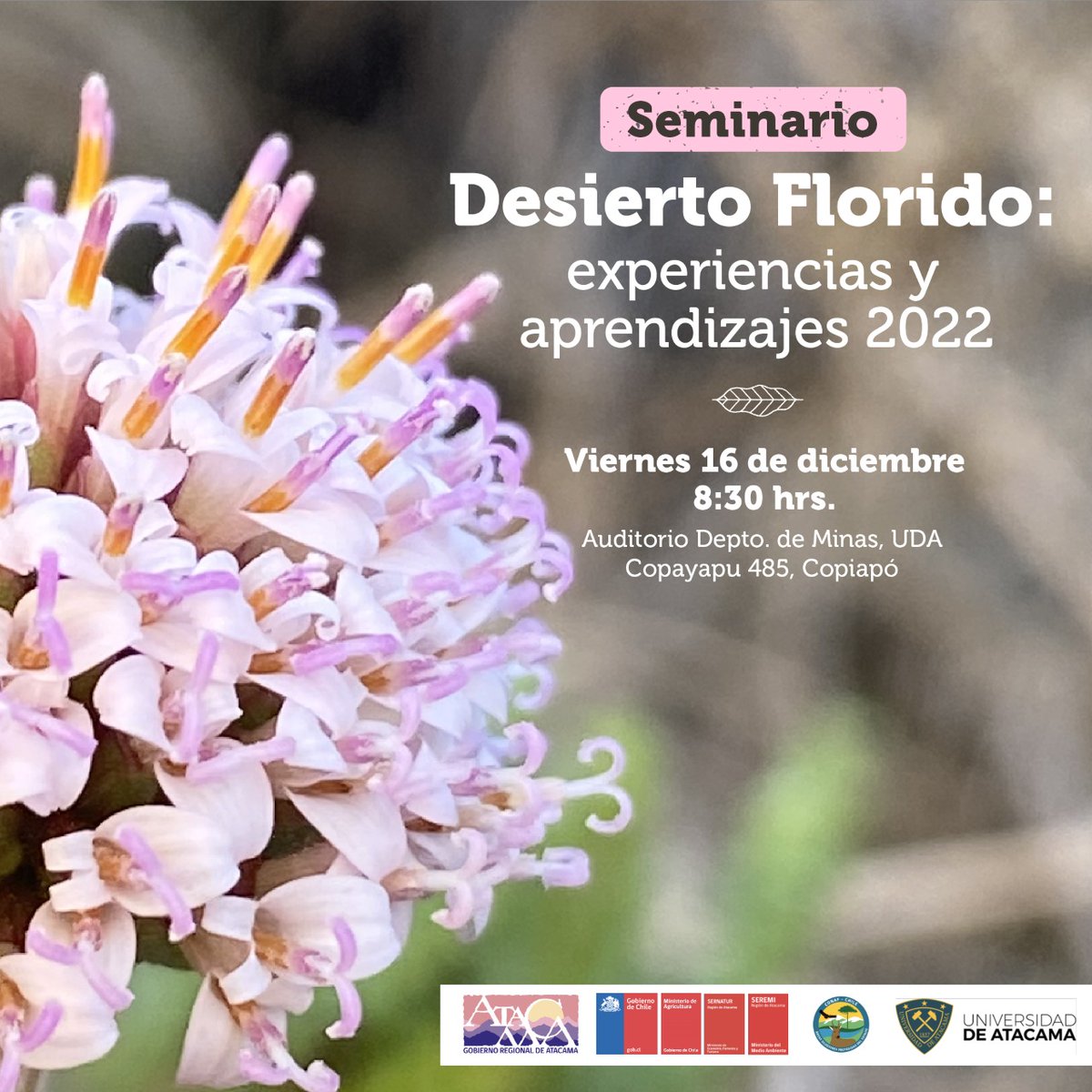 conaf_minagri's tweet photo. ¡Atención #Copiapó!🥀#CONAFAtacama te invita al seminario sobre el #DesiertoFlorido, para conocer las experiencias y aprendizajes 2022.

👉Actividad presencial. Viernes 16 de diciembre de 8.30 a las 13.30 horas. https://t.co/gjSiMrlVQp
