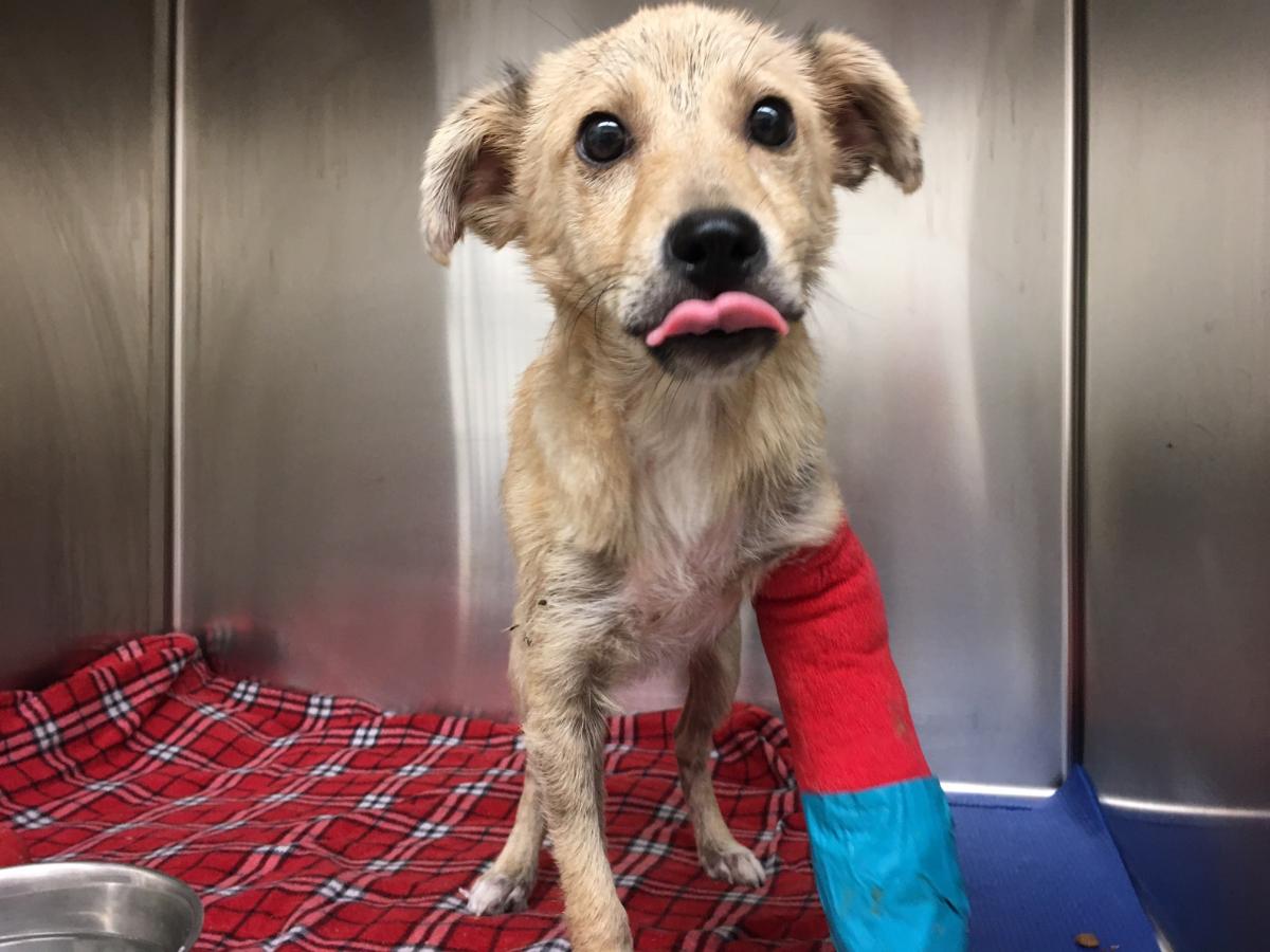 HighOaksTX's tweet photo. Support the Austin Animal Center by donating today. 
Learn more at: 
https://t.co/uT8Pa1Vtxq https://t.co/3SxUjnTuUW