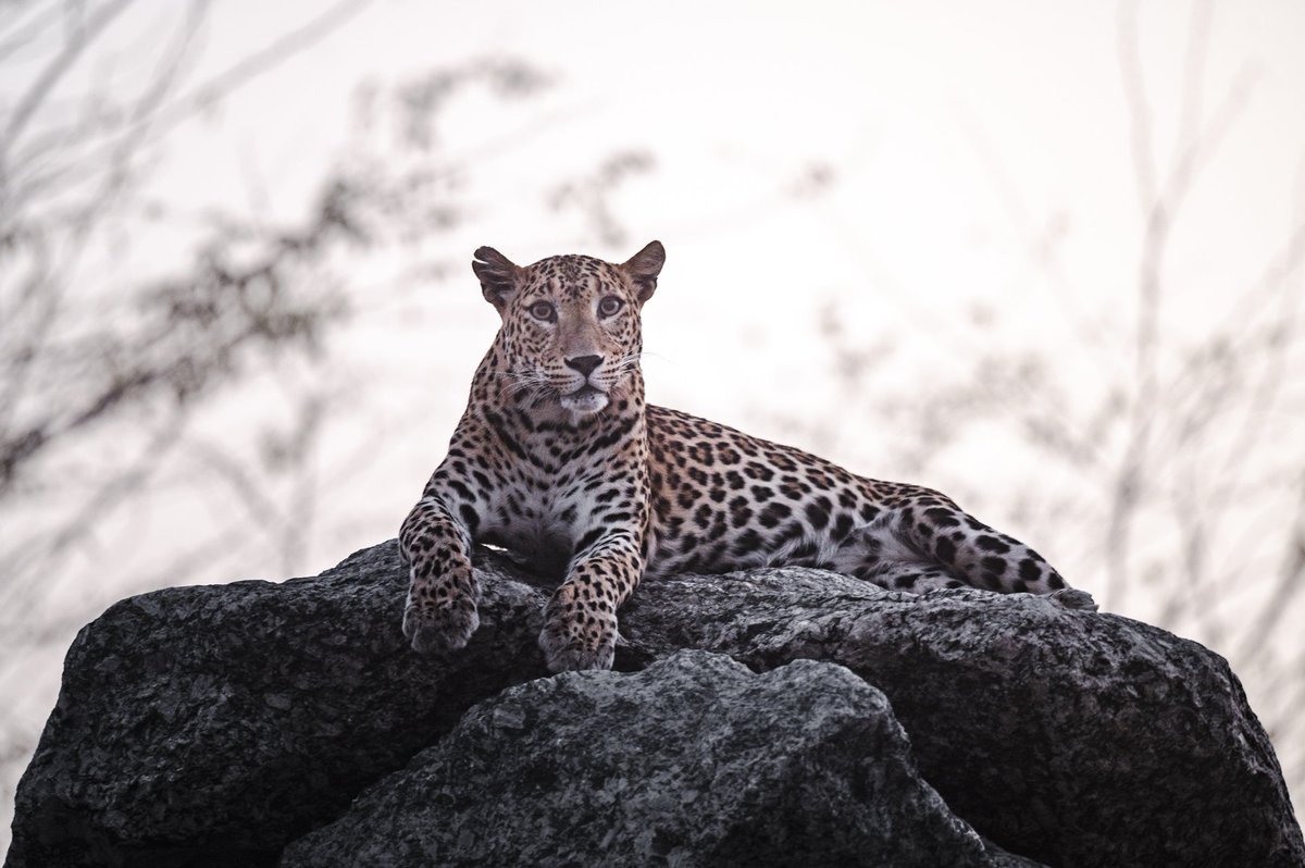 NatGeoIndia's tweet photo. The face they make when they don't believe you at all.

Pictured here is a leopard.🐆

#Repost from @iyer_naresh 
#natgeoindia https://t.co/t0A0NMOGdJ