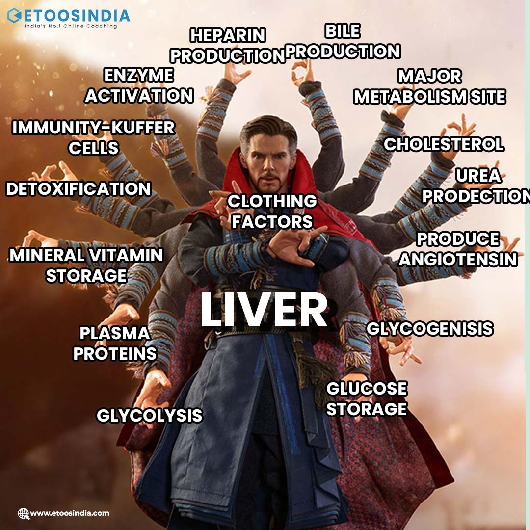 EtoosIndia's tweet photo. Functions Of Liver 😉

#liver #biologyfacts #neet #neet2023 #neet2024 #neetpreparation #neetcoaching #neetexams #neetbiology #neetguidance #neetaspirants #jeeaspirants #biologyfacts #doctorstrange #liverfacts #biology #facts #etoosindia #biologymemes #neetmemes #jeememes #memes https://t.co/RPN3ocKwVL
