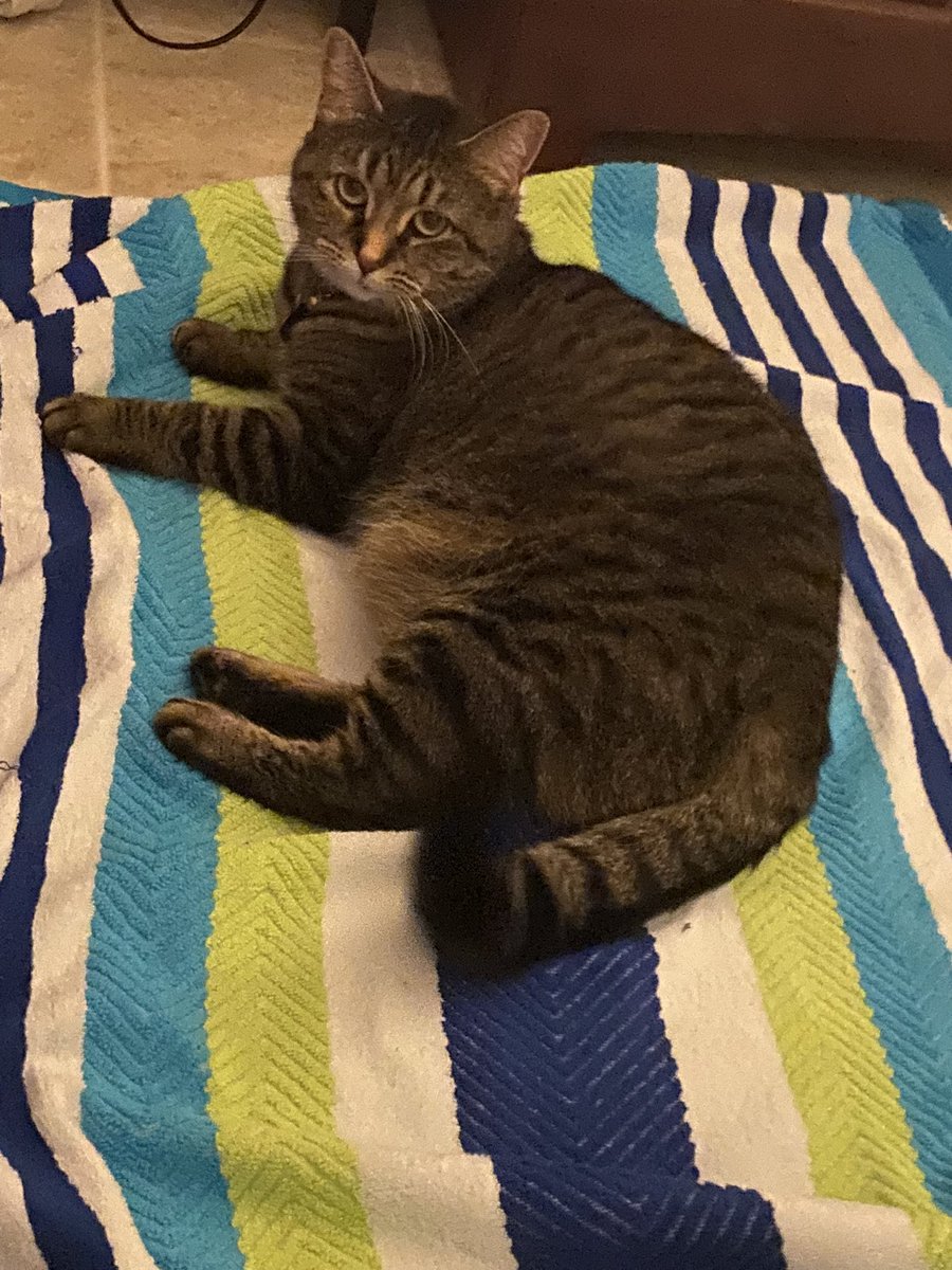 pnkchic15's tweet photo. @catturd2 My baby girl. I’ve had her since 2018. She was really sick when we got her. She’s def not your normal cat tho. She loves to play fetch, she even brings her little balls back to you. https://t.co/tXunZU8p4a