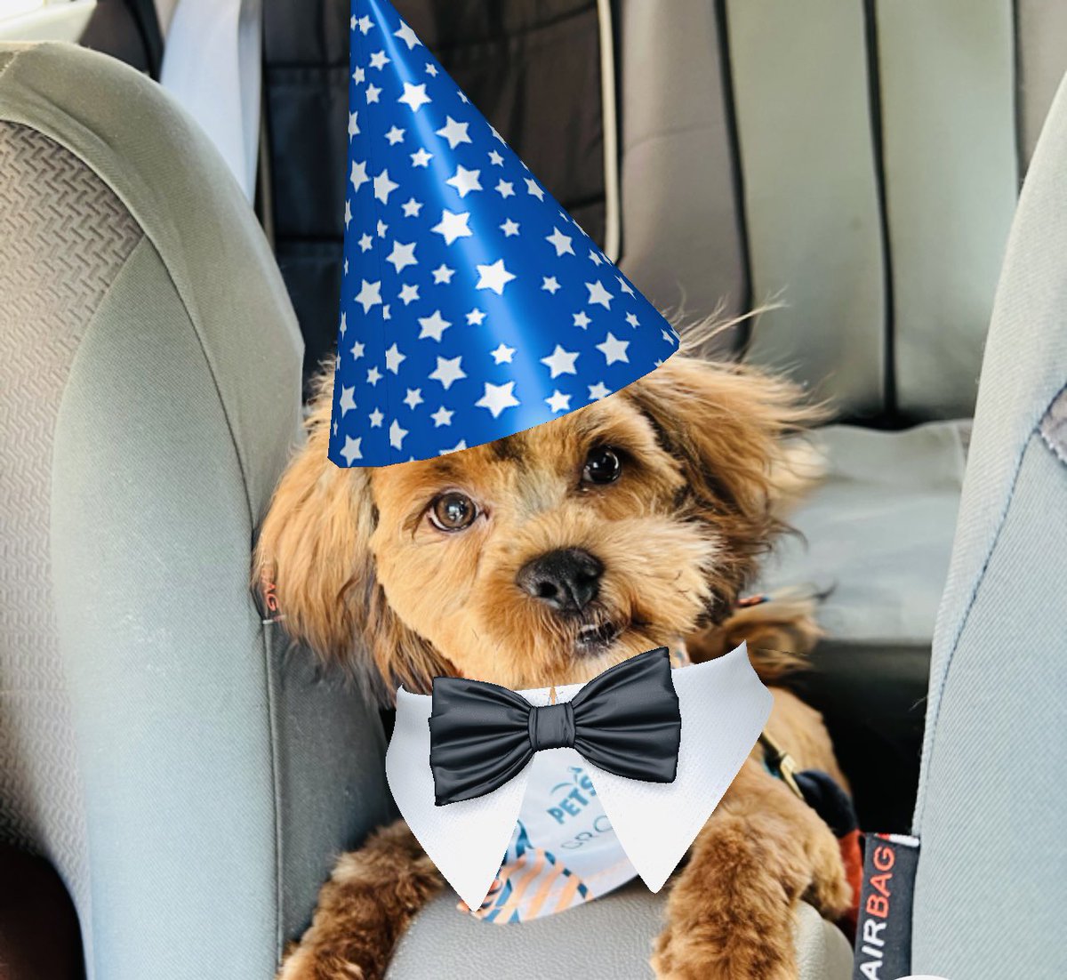 Milo_Shihpoo's tweet photo. Happy 1st birthday Milo! !! 🎂🎂🎂🎁🎁🎉🎉🎉 #DogsofTwittter #shitzu #poodle https://t.co/gIK2ahGG4q