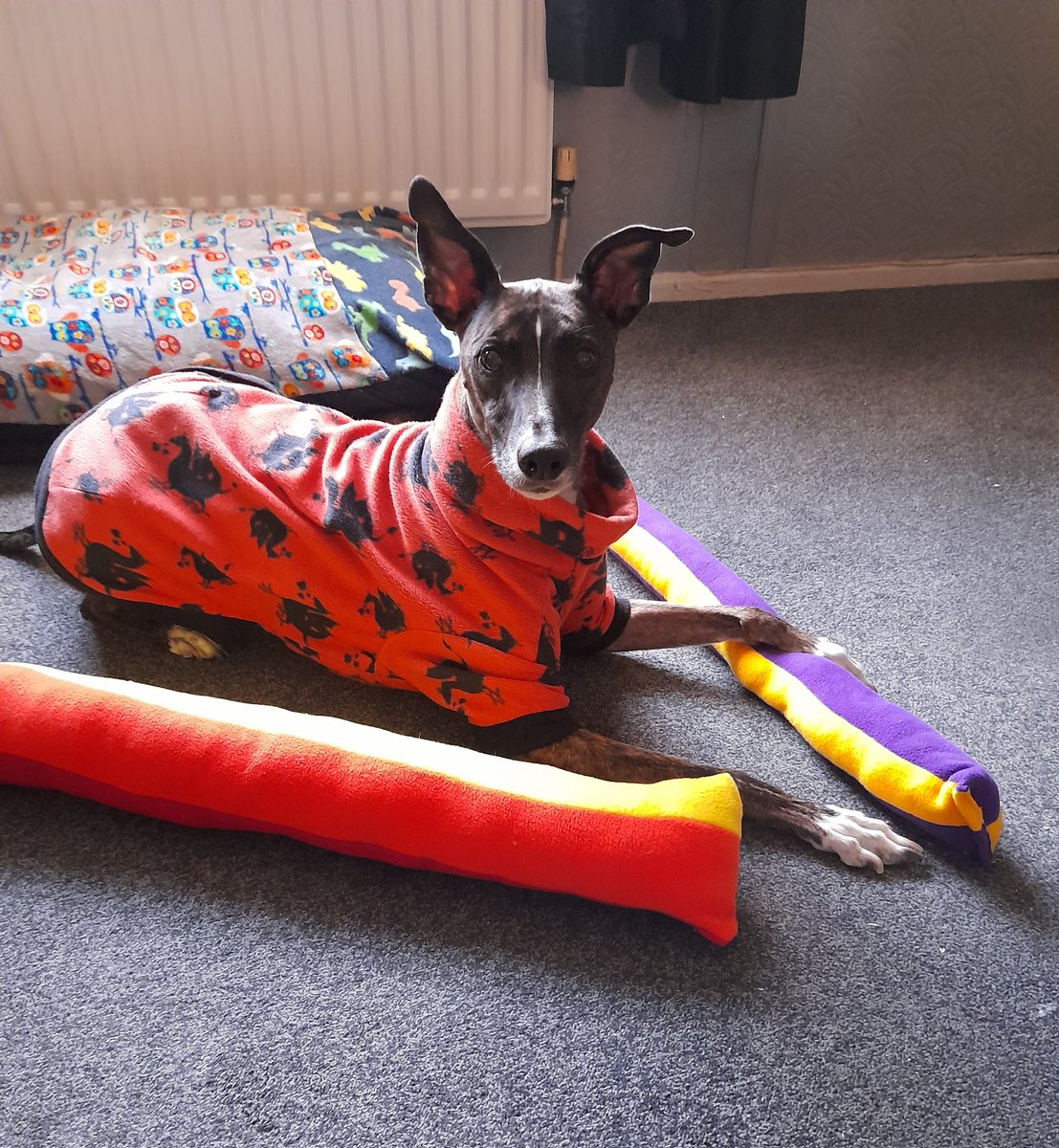 My human made some draught excluders. I don't think they work too well as there are still draughts. BOL! 🐶🐾😹
#TiggerClubNews #DraughtExcluder #Fail #HomeMade #KeepWarm #Winter