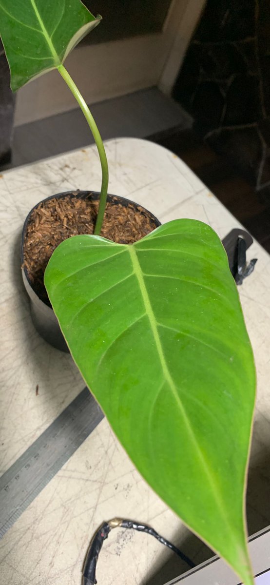 thelouplants's tweet photo. another philodendron bernardo padzii .. 2 leaf 🌱 very fresh https://t.co/c3nA5FV3Gk