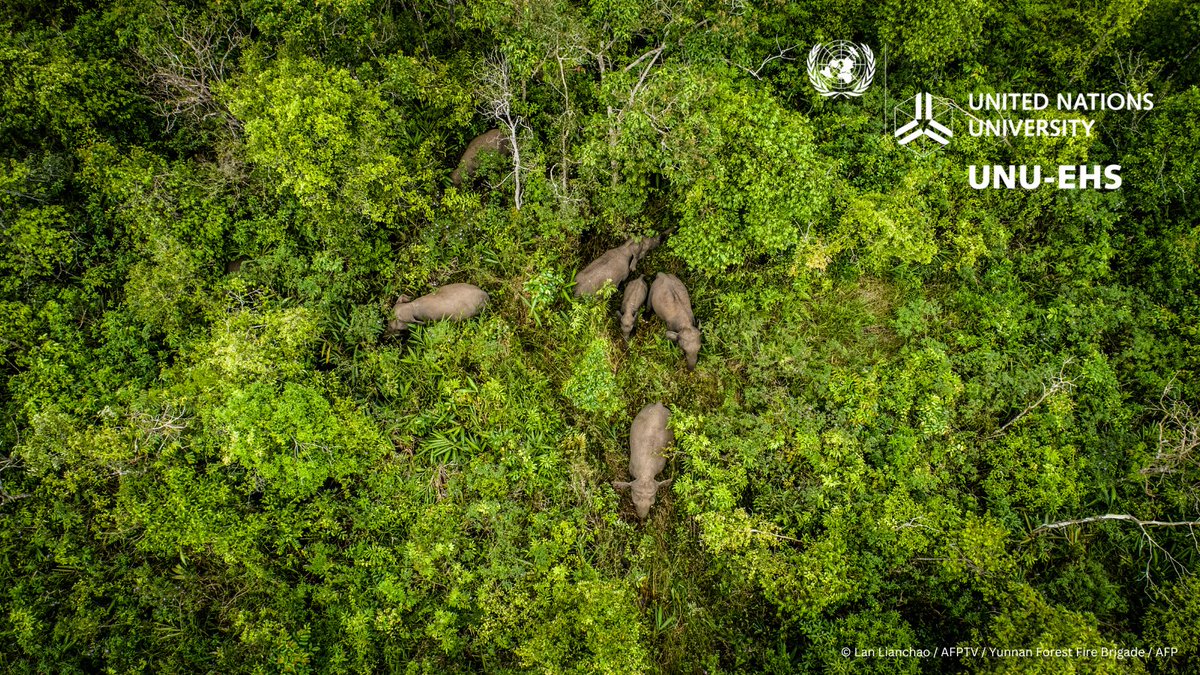 UNUEHS's tweet photo. Learn how biodiversity is an essential factor across all UN agenda topics at the @UNUEHS #COP15 event, "Interconnecting UN action using biodiversity as the key," with Senior Scientist @DrJackOConnor! 
🗓️ 14 December 2022 
⏰ 13:15 EST
📍 Room Danube
🌐 https://t.co/0NX9vmcf9j https://t.co/6mjgI50MRA