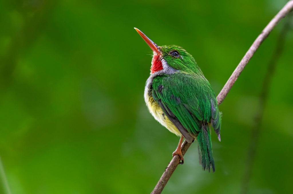BirdsCaribbean's tweet photo. This awesome #photo of the Puerto Rican Tody was taken by August Davidson-Onsgard at El Yunque National Forest 🇵🇷 & submitted to the #BCPhotoContest. It did not win a prize but everyone loved 🤩 the photo of this iconic #Caribbean #bird.
ℹ️ https://t.co/knjgdkam05
#AOS_BC_22 https://t.co/VnQo8IyeaA