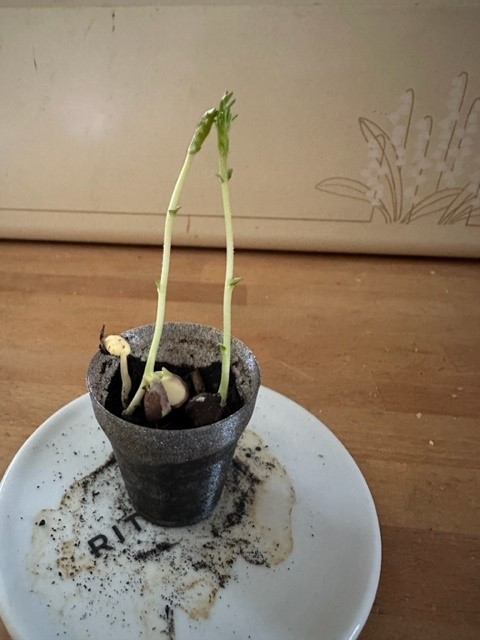 <a href="/OU_STEM/">Faculty of STEM, The Open University</a> Will seedlings grow in volcanic ash as analog for moon regolith?  I think the answer is a resounding yes! They are 6.5cm high now, but still no idea of what they are