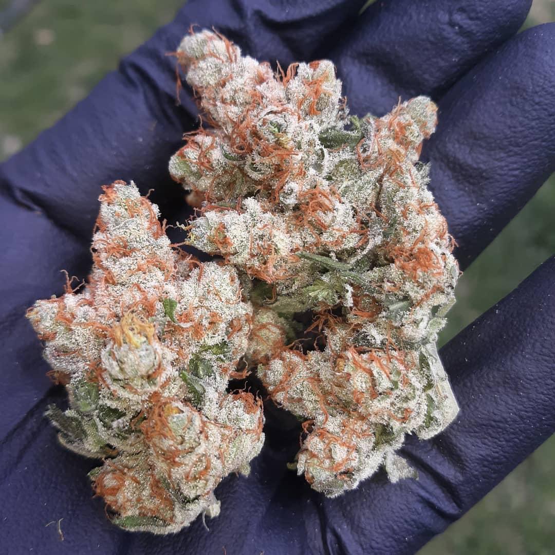 UprootCannabis's tweet photo. Strawberries and Cream 🍓 🍁 🌱

Love how fluffy these buds look🤤🤩

#Weedmob #cannabisculture #WeedLovers #Mmemberville #cannabisusa #Weed  #growyourown #420community #CannabisCommunity #cannabisindustry #Growmies #cannabisculture https://t.co/PnFI69anw8